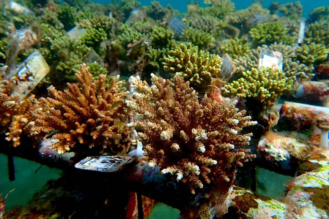 識名信也教授建立穩定培育大量珊瑚的技術。 圖／台海大提供