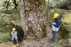 玉山塔塔加900歲鐵杉生病 樹醫生分析菌種對症下藥