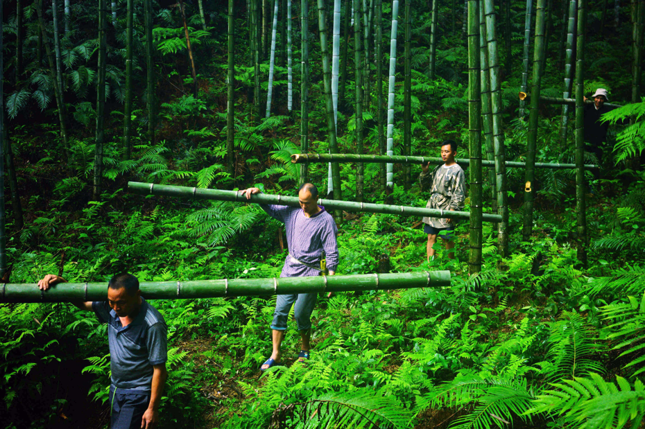 「以竹代塑」目前主要挑戰在於，從竹子的採收到竹製品的加工、製作仍高度仰賴人力。新華社