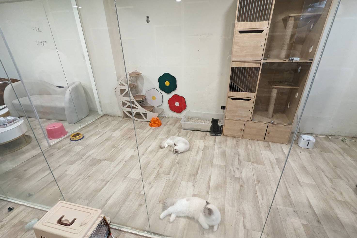 Un café pour chats bien connu à Taichung a été accusé d’avoir maltraité des chats. Le magasin a répondu : « Les chats n’ont pas été maltraités » lors du conflit de travail. Zhongchang Investment Local |