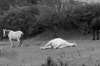白馬躺草地超速喜 主人驚喊以為牠走了