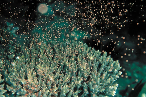 墾丁珊瑚產卵季夜潛看「夏之雪」？學者示警：光害干擾生態