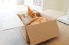 貓咪看到紙箱卻興趣缺缺？「喵寶樂園超簡單改造」保證喵星人玩到失心瘋