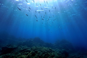 魚類體型「縮水」中…研究：恐與過度捕撈、氣候變遷有關