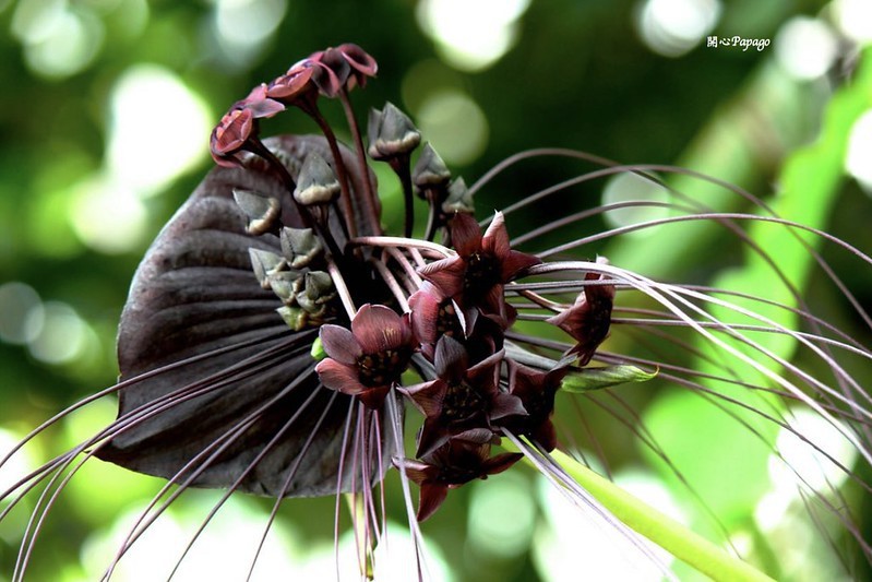 奇特如幽靈般的紫黑色花：【老虎鬚·蝙蝠花】（台北植物園）