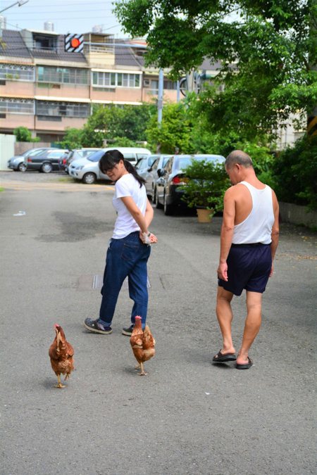 楊環靜鼓勵父親每天帶雞散步、透透氣，如今已成習慣。（圖片提供／楊環靜）