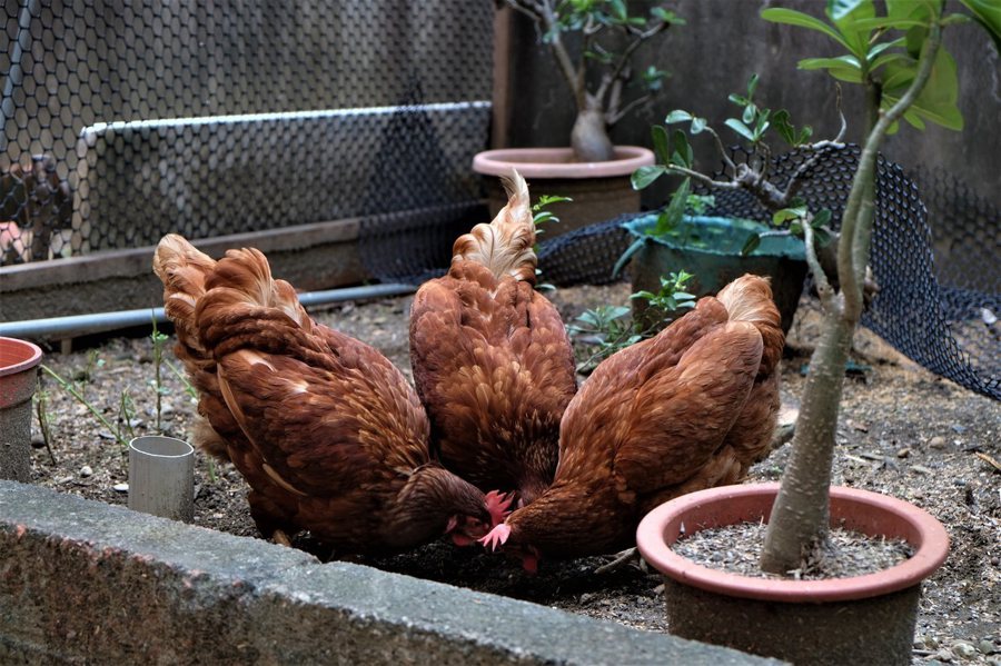 雞能產蛋，還會幫忙拔雜草、吃蟲子，就像幫土壤做馬殺雞。（攝影／郭琇真）