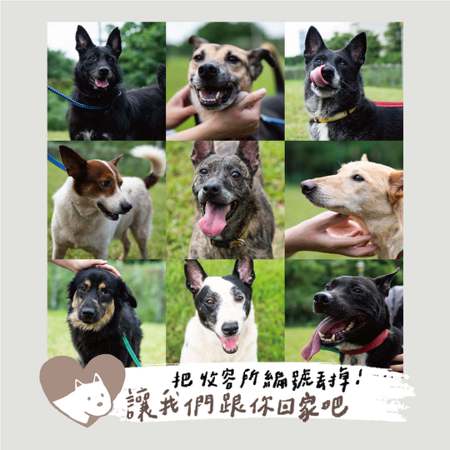台北市動保處與攝影師合作，推廣邊緣犬認養