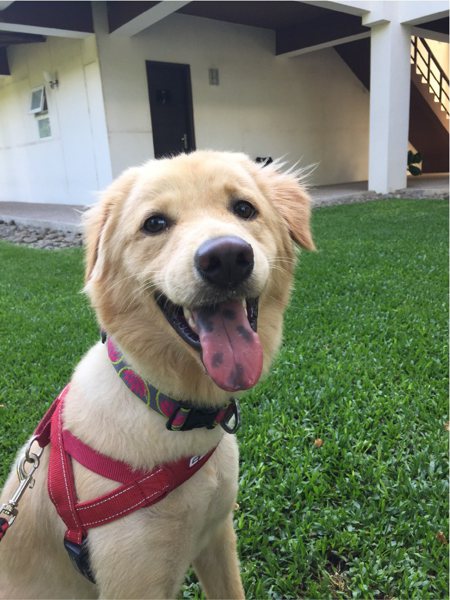 照顧愛犬麻吉的經驗，讓筱珍認知到飼主教育的重要性（照片：筱珍提供）