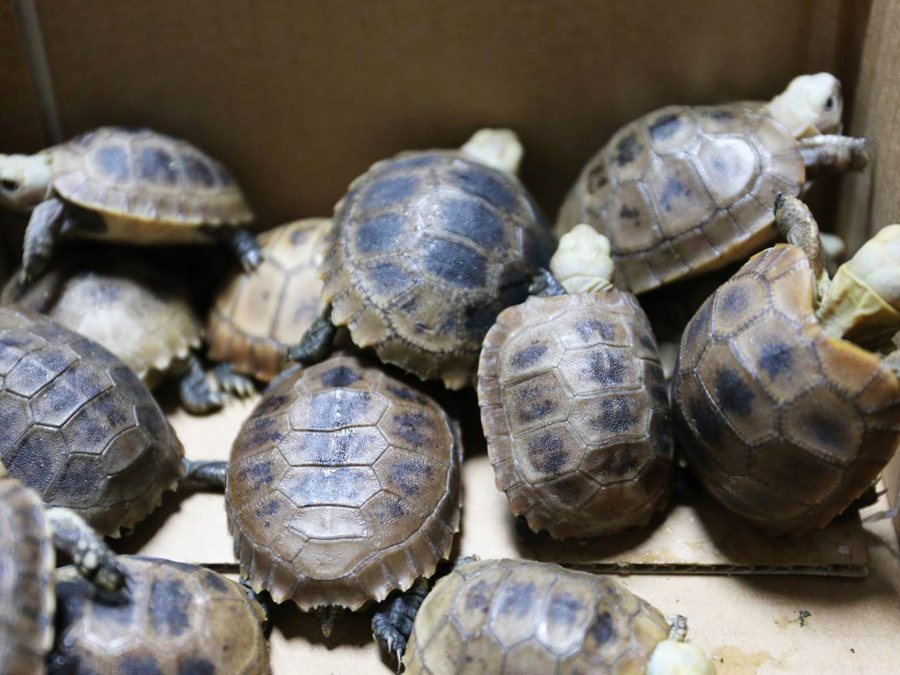 金門海關曾查獲旅客走私保育類陸龜。