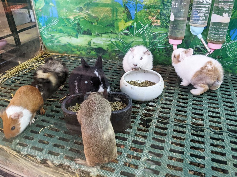 台北有寵物店將兔子與鼠隻混養，牧草量也不足。