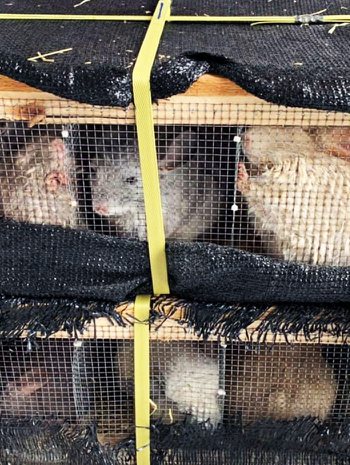 千隻動物遭安樂死<br> 國際組織籲禁輸入