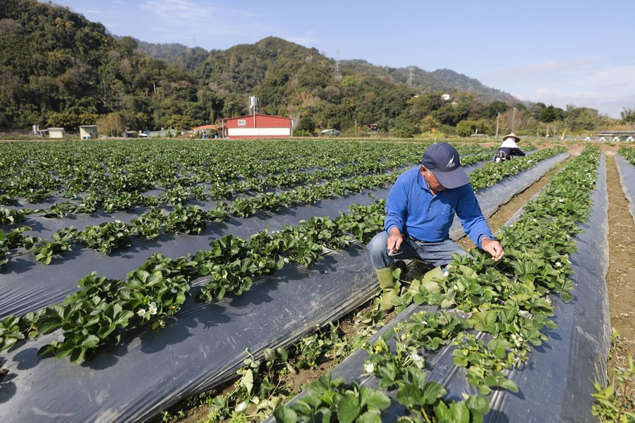 苗栗大湖草莓農民使用農膜防止雜草。