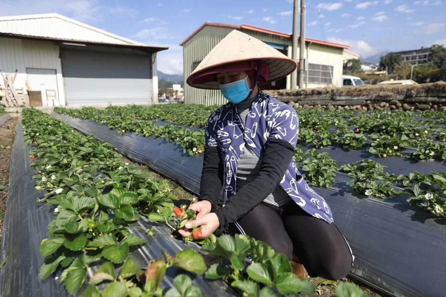 大湖草莓農民大量使用農膜，並且配合政府回收。