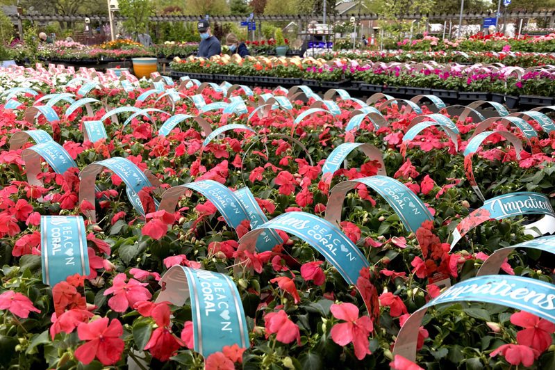 周日是疫情的第二个母亲节，伊利诺州一处花圃开放，供消费者选择购花献给母亲。(美联社)(photo:UDN)