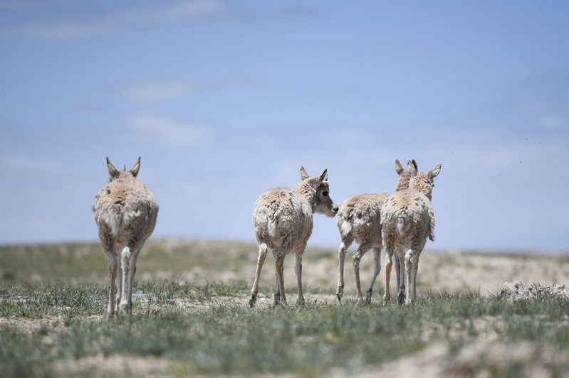 經過加強野生動物棲息地保護和拯救繁育，中國藏羚羊種群數量由不足7.5萬隻增至30萬隻以上，保護等級已從「瀕危物種」降為「近危物種」。(新華社)