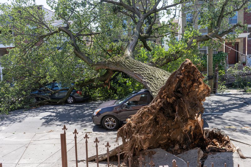 艾妲飓风挟带豪雨侵袭纽约带来严重灾情，图为皇后区一棵大树倒下后把停在街上的一辆私家车砸坏。（欧新社）(photo:UDN)