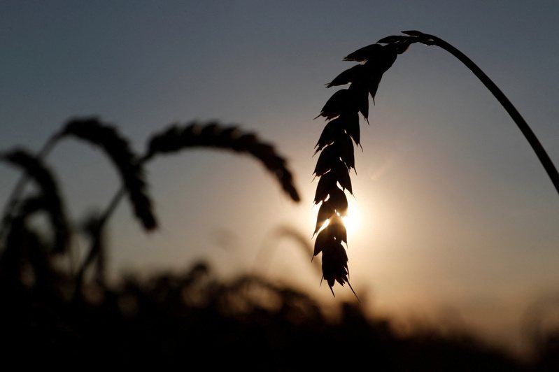 进入春天，正是世界大谷仓乌克兰播种季节，但由于战争，欠缺人力播种，今年收成产量难计。图为2020年7月基辅农地的麦穗。(路透)(photo:UDN)