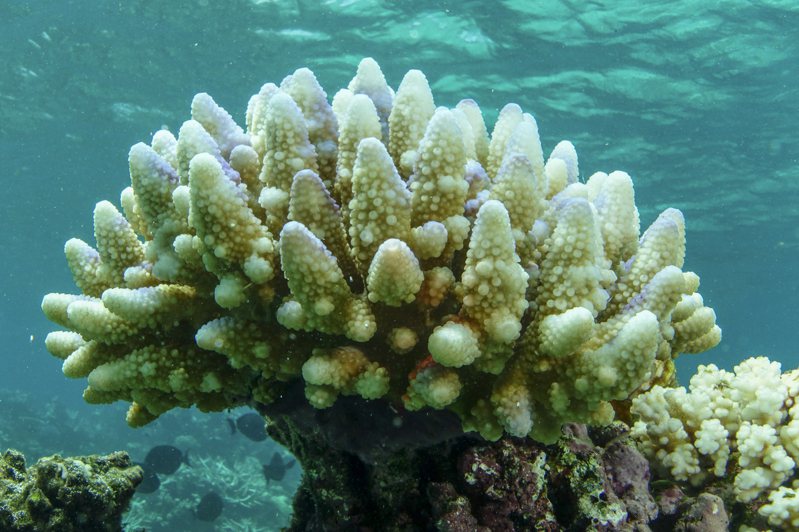 根據澳洲政府最新的監測報告，澳洲持續的夏季熱浪，讓大堡礁91%的珊瑚白化受損。（美聯社）