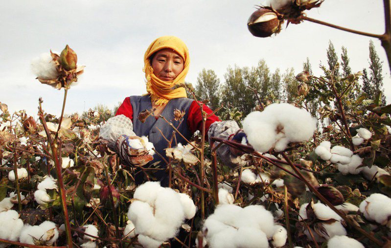 去年美國從中國進口約90億美元的棉花產品，其中20%的美國服裝含有新疆棉花。（歐新社）