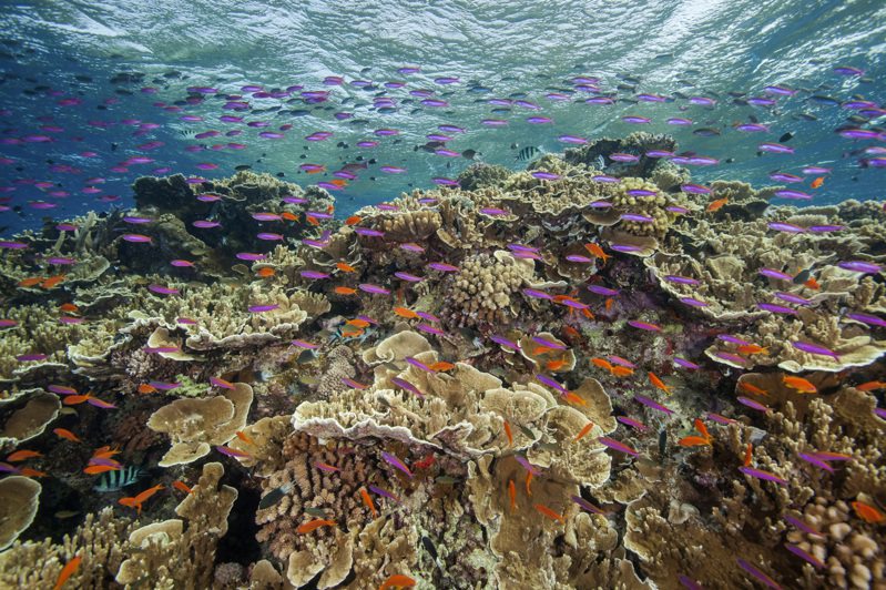 大堡礁海域成群的小魚。圖／美聯社資料照