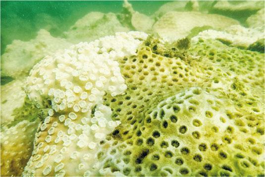香港盾形陀螺珊瑚上月出現大規糢白化，圖右為已死亡。（取材自可觀自然教育中心暨天文館）