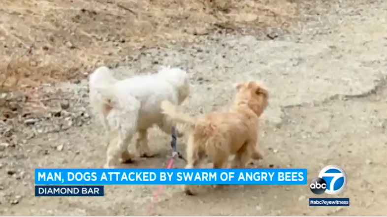两只狗被疯狂的蜜蜂群袭击致死。（ABC7视频截图）(photo:UDN)