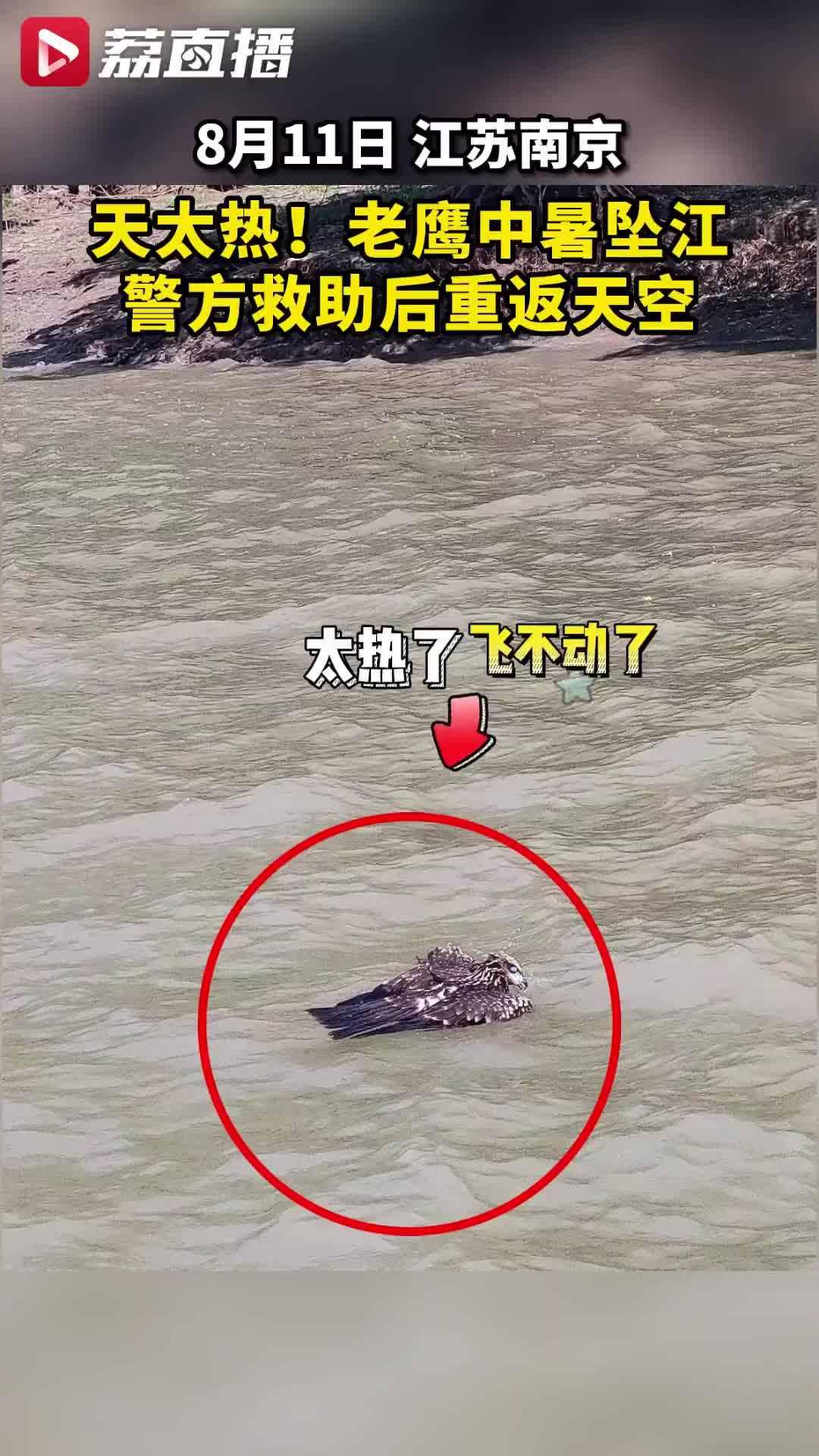 一隻老鷹在南京中暑墜江。（視頻截圖）