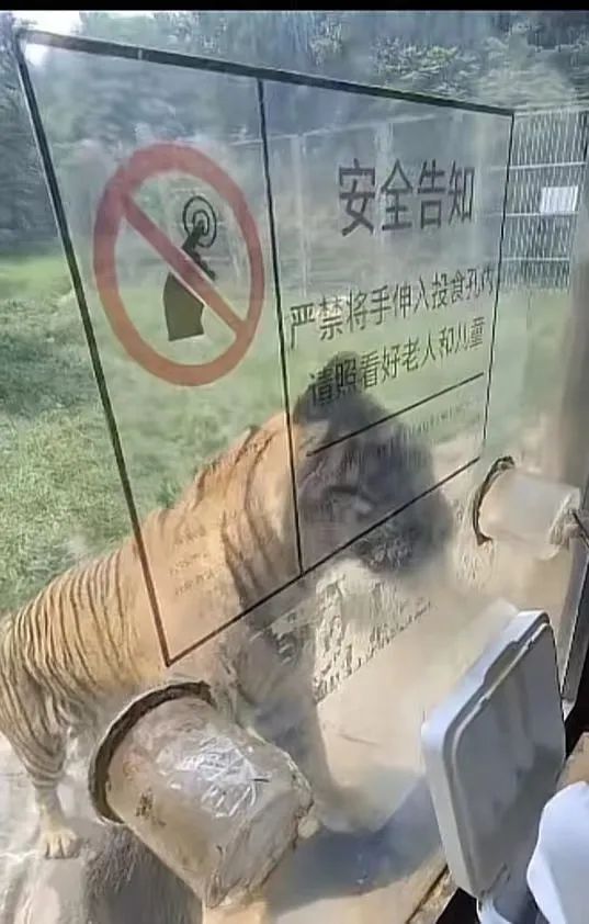 山東濟南野生動物園的老虎園區隔著玻璃有餵食處。（取材自上游新聞）