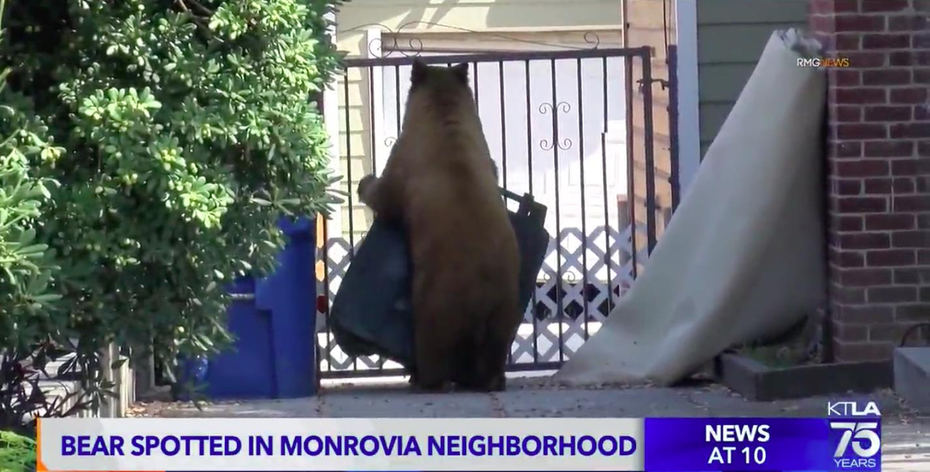 大熊很快就找到圍欄旁邊的垃圾桶。（KTLA）
