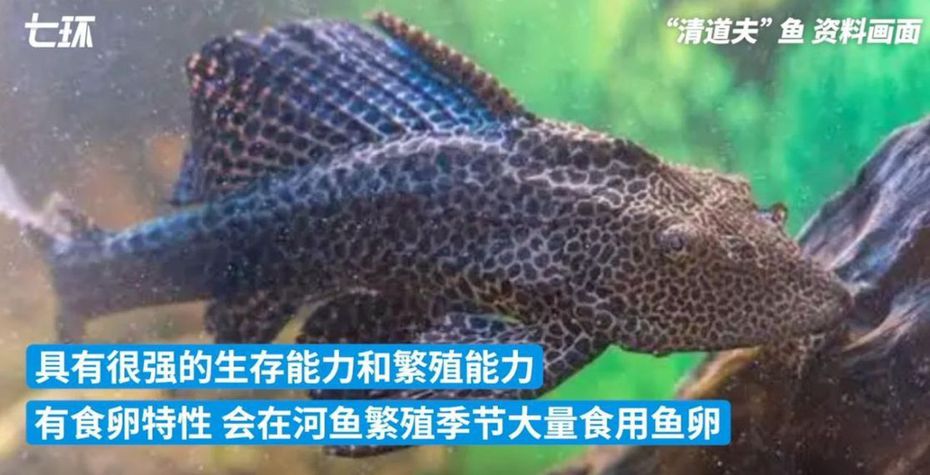 有「清道夫」之稱的豹紋翼甲鮎，會造成其他魚類死亡。(視頻截圖)