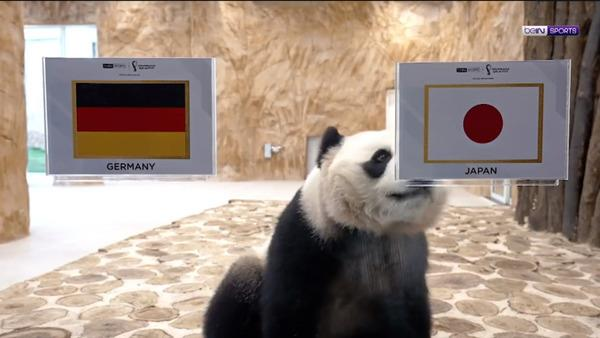 大熊貓京京成功預測日本戰勝德國。（影片截圖）