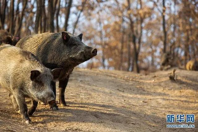 渭南市野豬種群龐大，對農作物和人身安全構成威脅，林業局懸賞鼓勵合法捕獲，但捕獵方式限制很多，包括不能用槍打，讓多地「野豬獵人」賠本。（新華網）