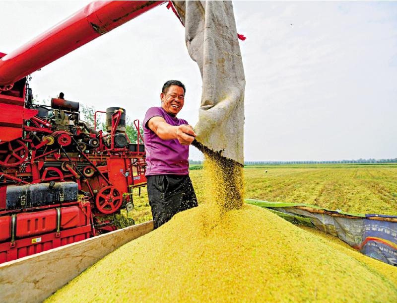 中國2022年糧食總產量達1萬3730.6億斤，比上年增加73.6億斤。圖為河南種植戶將收穫的穀子裝車。（新華社）