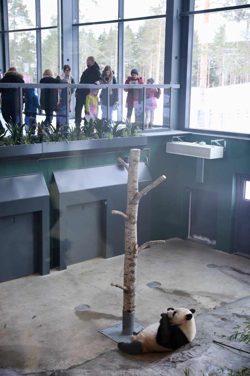 芬兰艾赫泰里动物园，观众观赏大熊猫华豹。新华社，资料照