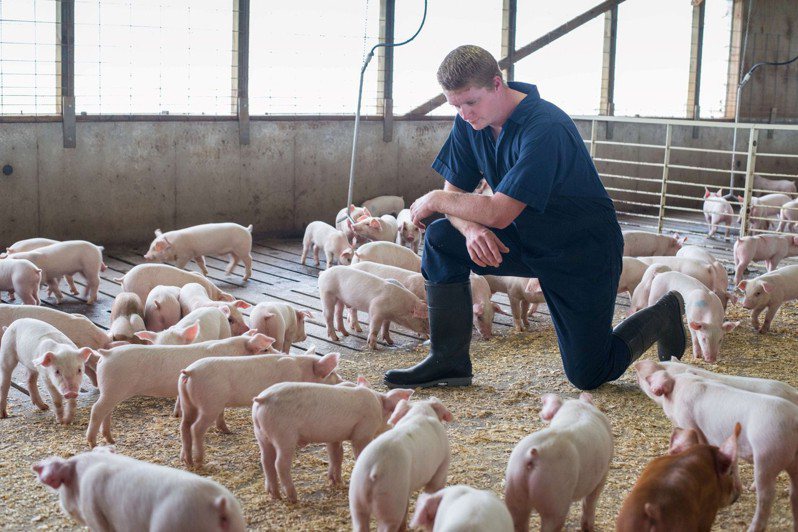 史密斯菲尔德食品公司是大型的猪只养殖厂及肉品商，十年前由中国企业收购，这家企业也在密苏里州拥有农地。图／取自脸书(photo:UDN)