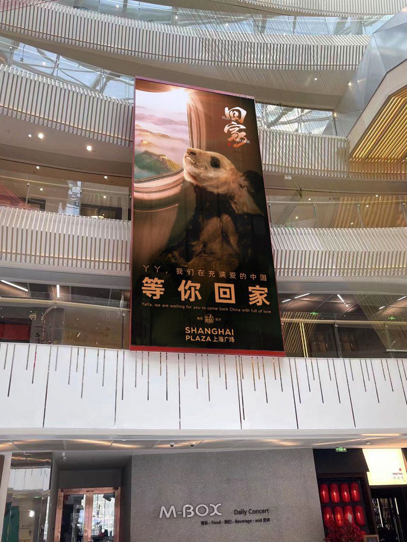 中國民眾盼望大熊貓丫丫回國，掛起了「等你回家」的海報，也要求美國加快處理申請和公示進程，圖為上海淮海中路的上海廣場大屏。（取材自微博）