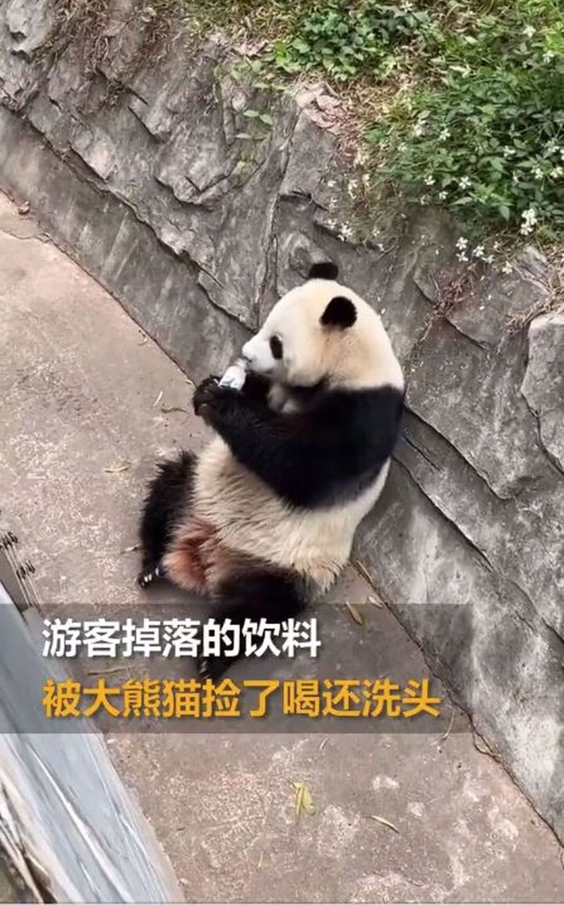 廣州動物園的大熊貓「雅一」發現遊客掉落的飲料，好奇的撿起來喝。 （影片截圖）