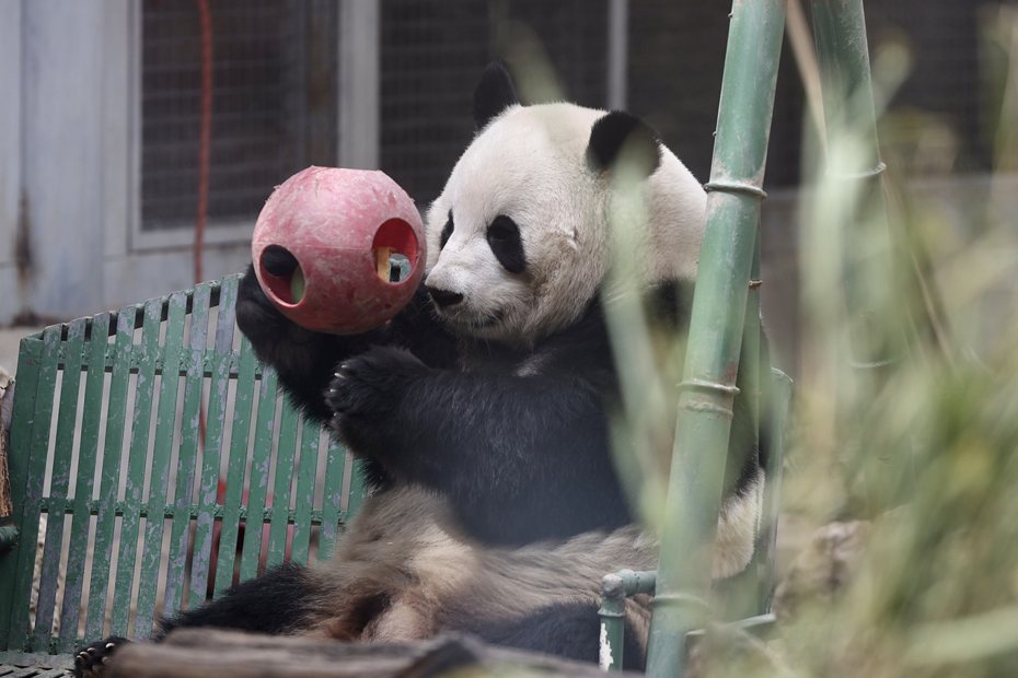 媒體評論，飼養員被停職的這一幕像極了「飯圈文化」，並呼籲別用飯圈那一套對待國寶。圖為北京動物園裡的大熊貓萌蘭。 (中新社)