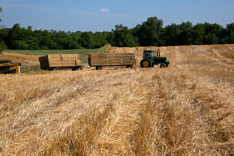 肯塔基州的麥田前年6月收穫期，拖拉機在收割後運送捆麥草。（路透）