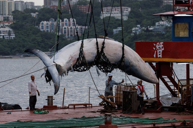 在香港掀起觀鯨熱的鯨魚，死後背鰭發現新傷口，當局把鯨魚屍體吊上船後解剖，死因疑是遭螺旋槳撞擊。(路透)