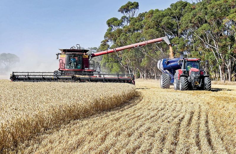 中国商务部4日宣布，自2023年8月5日起，终止对原产于澳洲的进口大麦征收反倾销税和反补贴税。图为位于澳洲的大麦田正在收割。（Getty Images）(photo:UDN)