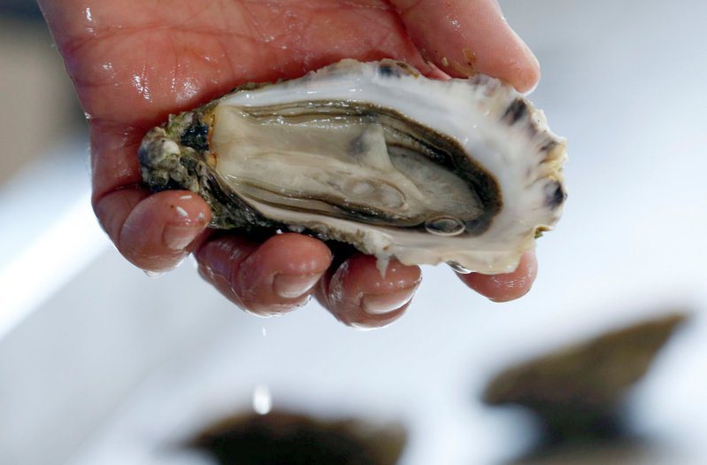 紐約州府建議，免疫系統受損者，應避免食用包括牡蠣在內的生鮮貝類。(路透)