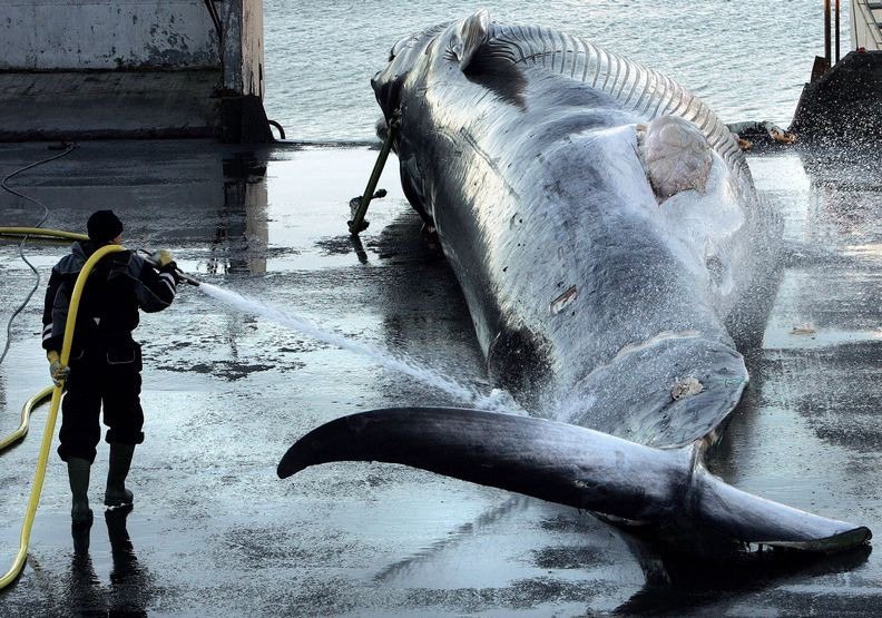 冰島在暫停獵殺長鬚鯨2個月後，將重新恢復捕鯨。（美聯社）