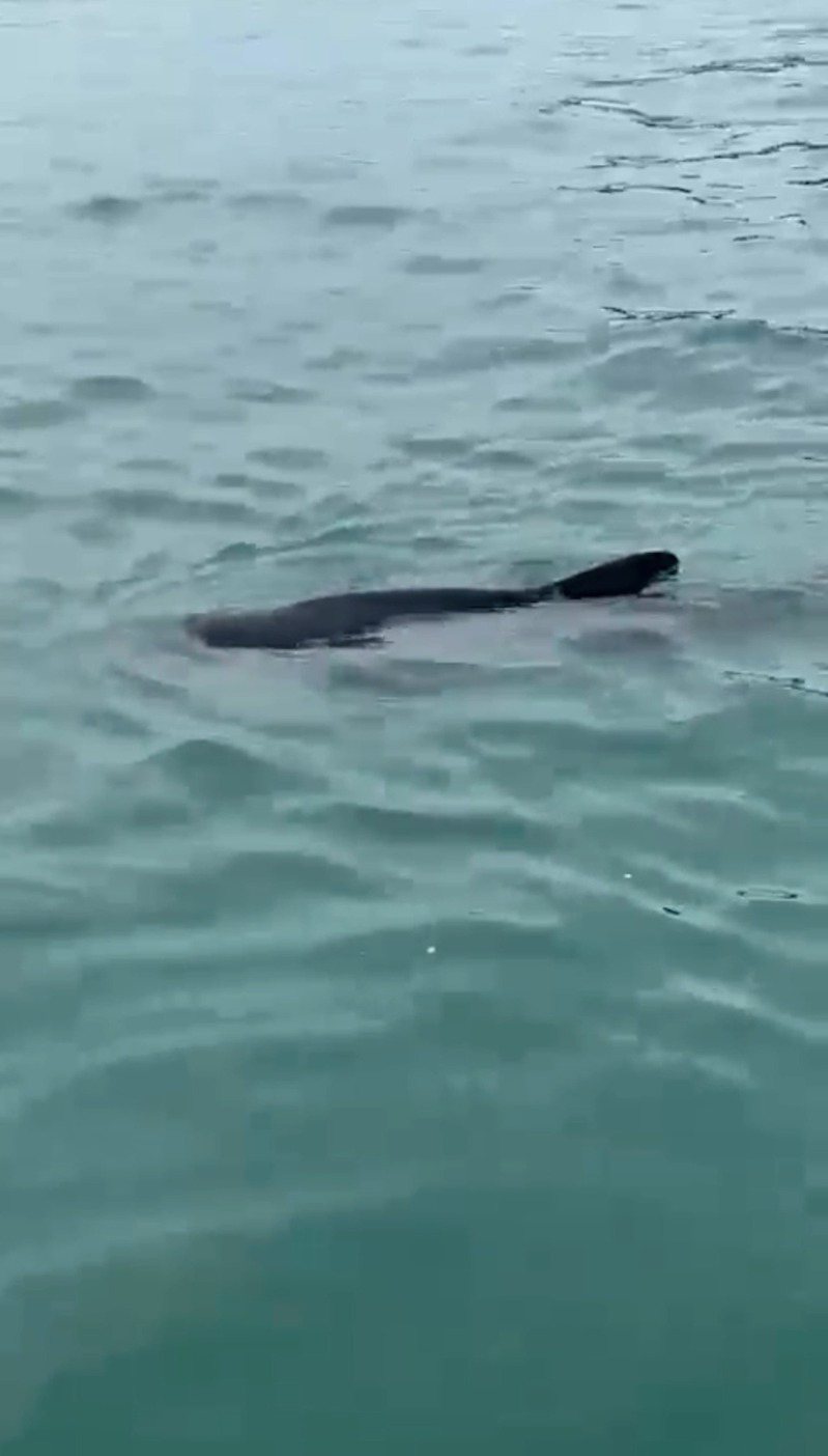 香港深水灣11日出現一條疑似受傷的鯨魚，漁護署呼籲市民勿出海觀鯨。（視頻截圖）