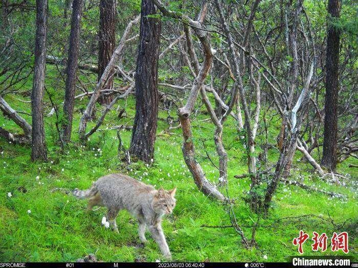 紅外線相機拍攝到的荒漠貓影像。（中新網／達古冰河管理局供圖）