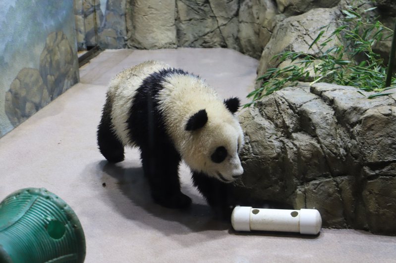 華府的三隻大熊貓將提前在11月中返回中國。（記者張筠 / 攝影）