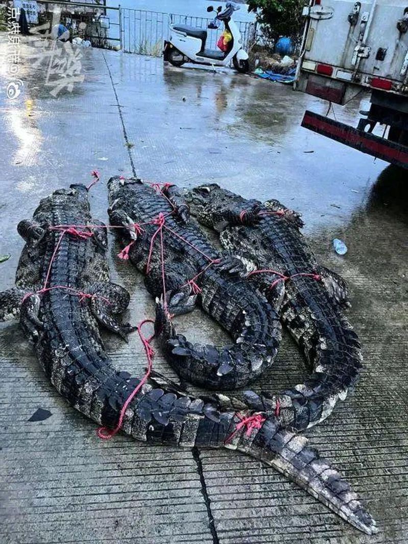 2023年9月，廣東75條鱷魚出逃事件引發關注。圖為抓回的部分鱷魚。（取材自微博）