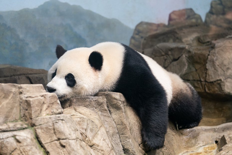 美國華盛頓國家動物園近日為旅美大熊貓舉辦歡送活動。這是9月30日在華盛頓史密森學會國家動物園拍攝的大熊貓「小奇蹟」。(新華社)