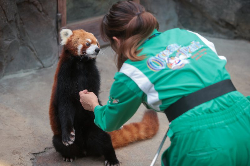 四川當局延長海洋公園現有的三隻小熊貓，即泰山、聰聰和柔柔的借用時限。(中通社)